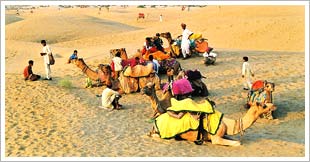 Sand Dunes and Camel Safari, Jaisalmer