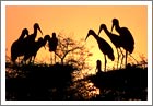 Bharatpur Bird Sanctuary