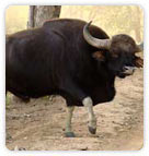 Bison at Nagarhole National Park